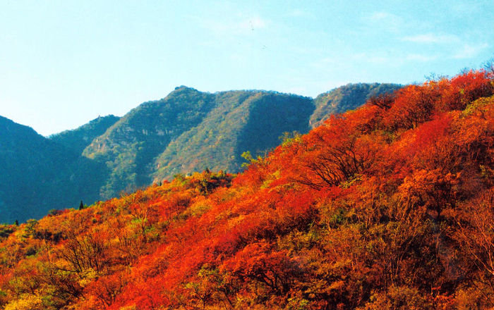 嵩山紅葉