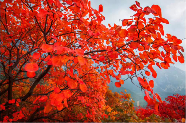 嵩山紅葉